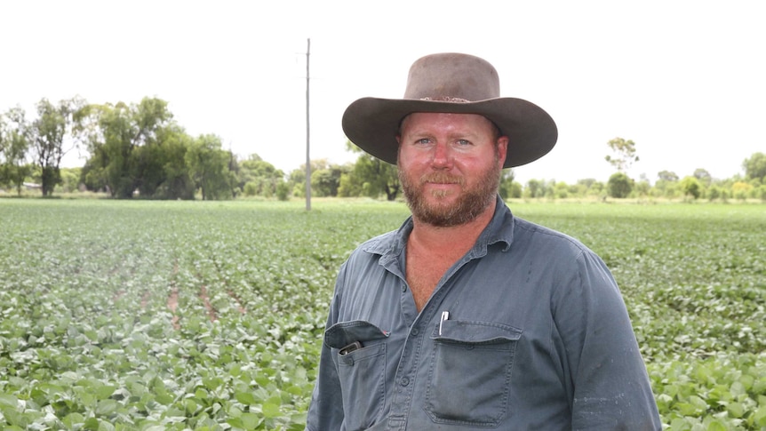 Man stands wearing hat in mungbean crop