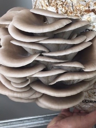 A pale grey stack of fungi.