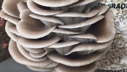 Oyster mushrooms