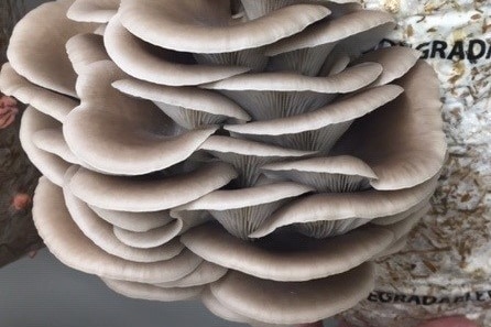 Oyster mushrooms