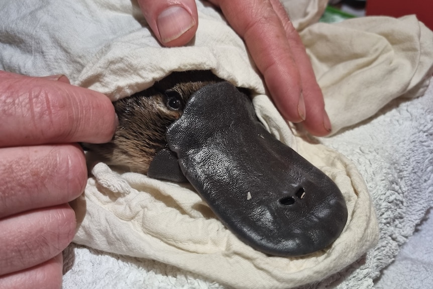 A platypus with a wet bill peers out from under a white cloth