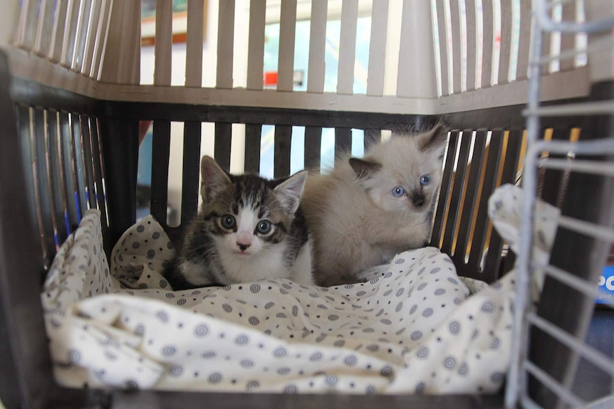 kittens in a cat box