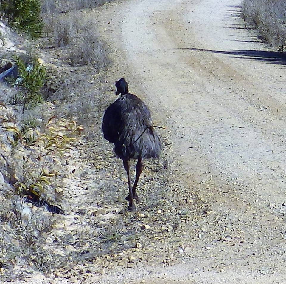 ACT rangers say they hope to find injured emu shot with arrow 'before ...