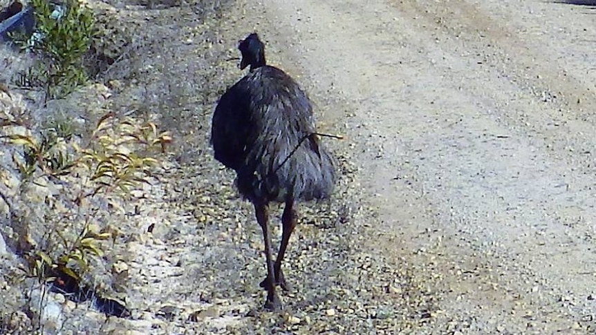 An emu, still alive and walking around, that has been shot with an arrow.