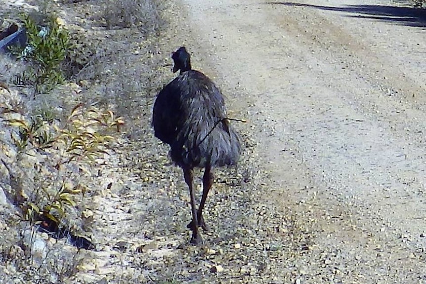 An emu, still alive and walking around, that has been shot with an arrow.