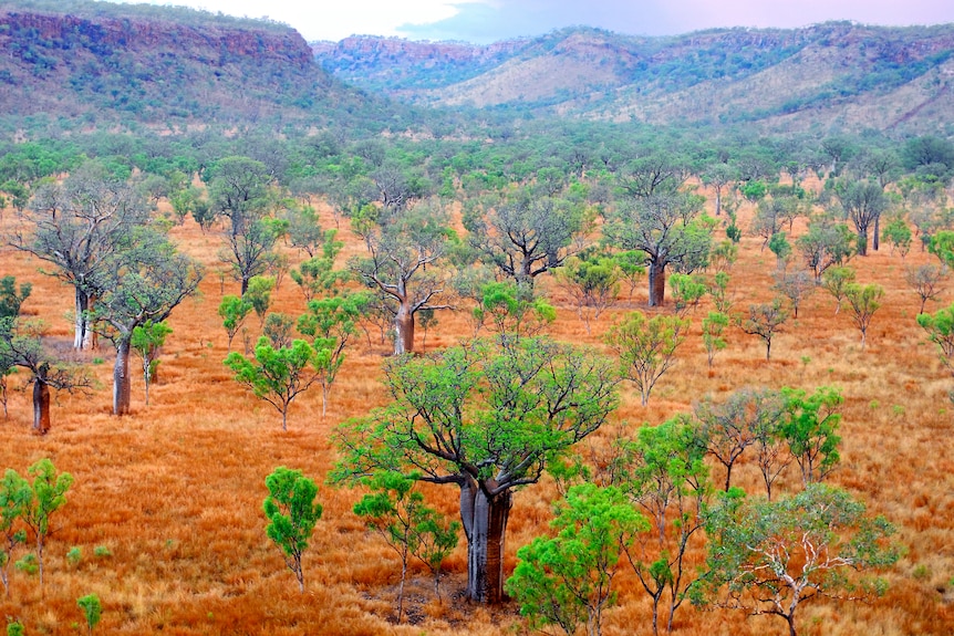 A landscape filled with bright green boab trees with hills in the distance.