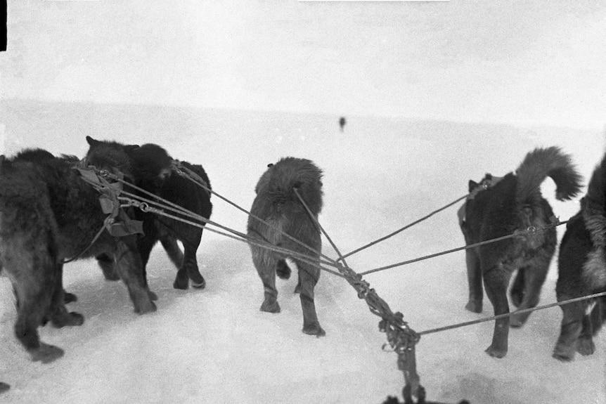 Husky dogs from the Australasian Antarctic Expedition