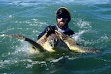 Daniel Gonzales Paredes in the ocean with a wetsuit and helmet on, holding a green sea turtle splashing around.