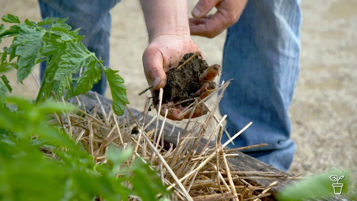 Hand scooping up soil in a vegie garden bed.
