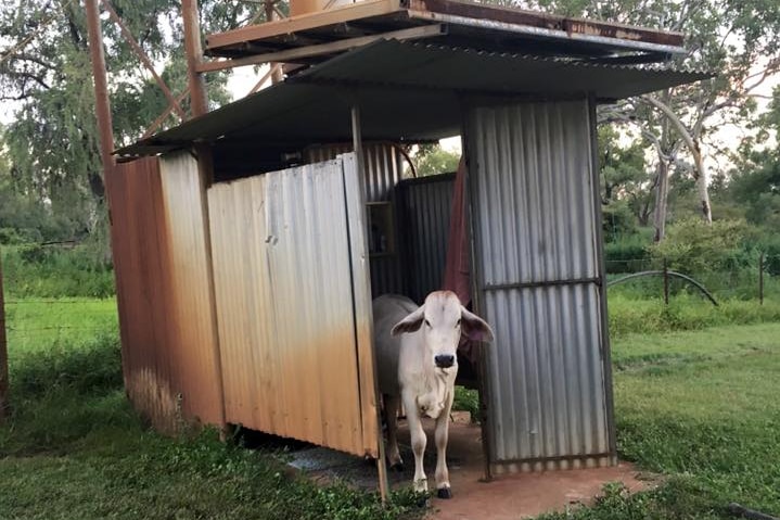 Cow inside small tin shed