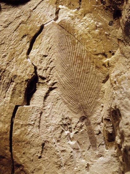 feather fossil