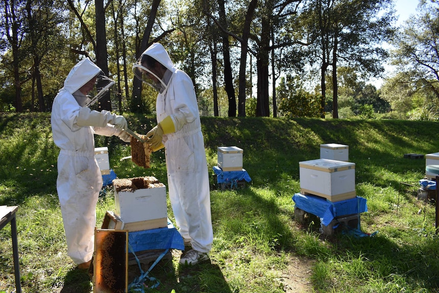 Researchers tending Macquarie University experimental honey bee hives
