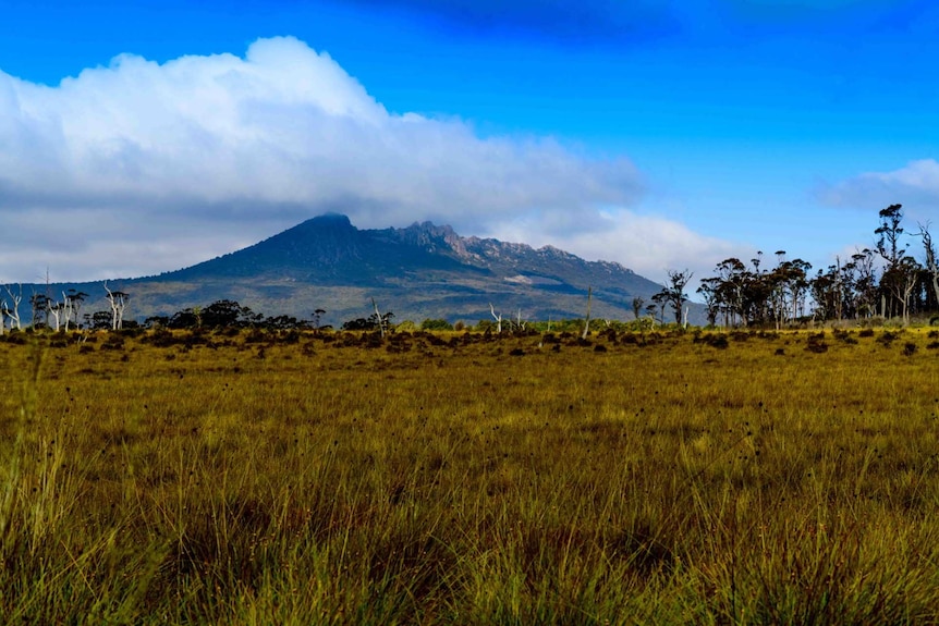 Mt Victoria rises up from an expanse of buttongrass along Mathinna Plains road