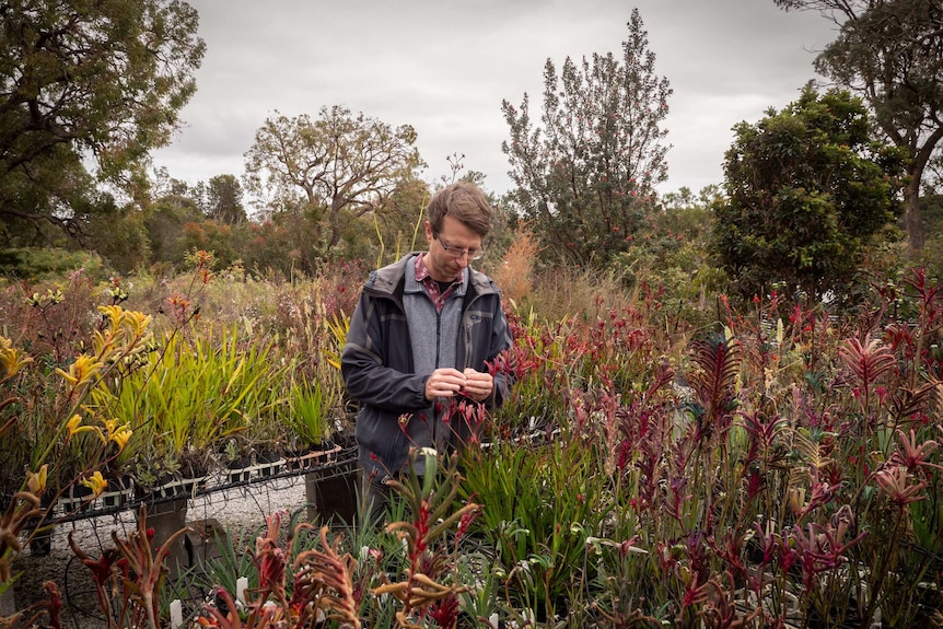 Molecular biologist Dr David Field in garden surrounded by potted kangaroo paws on tables