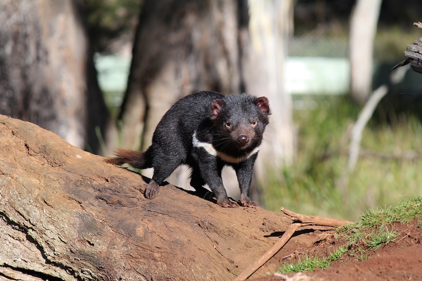 A Tasmanian devil perches on a tree stump at the Barrington Tops conservation area in NSW.