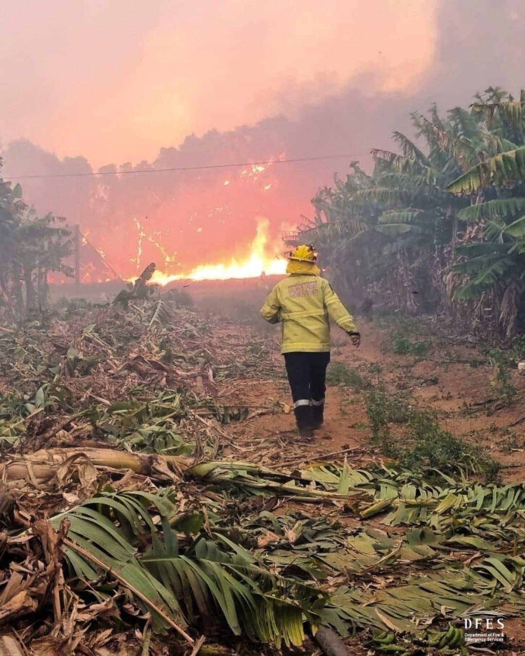 FIREFIGHTER WALKING ALONG TRACK TOWARDS BLAZE AMONGST BANANA PALMS