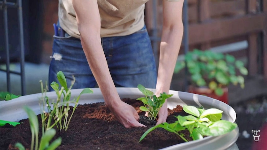 Person planting in a raised vegie bed.