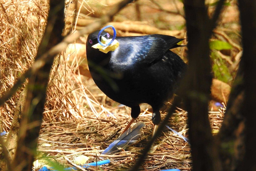 A bowerbird with a plastic milk bottle ring.