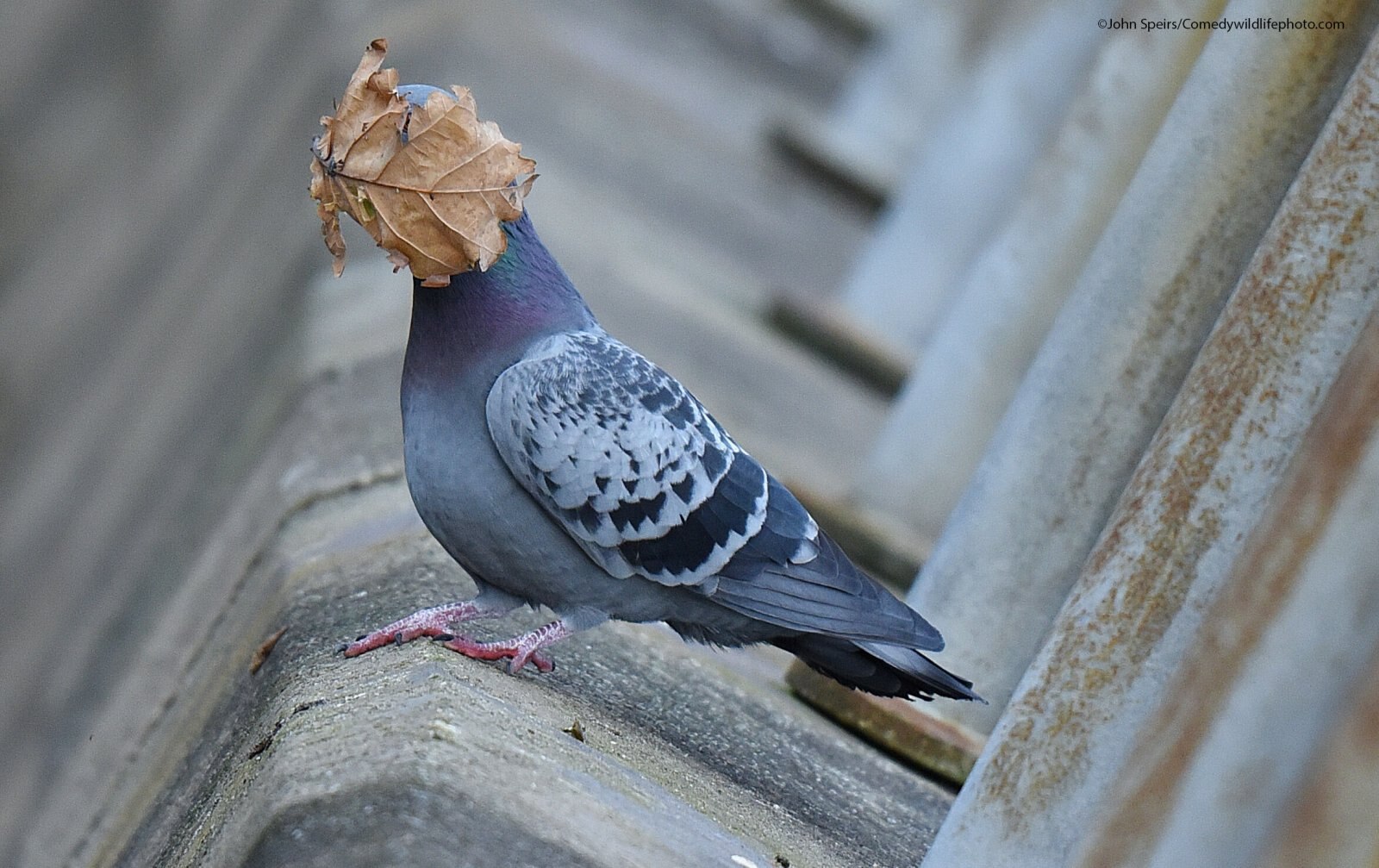 A pigeon takes a leaf to the face.