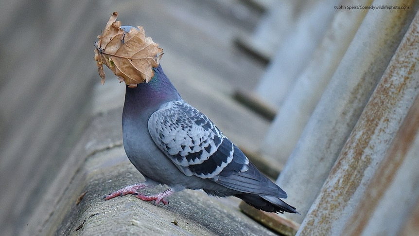 A pigeon takes a leaf to the face.