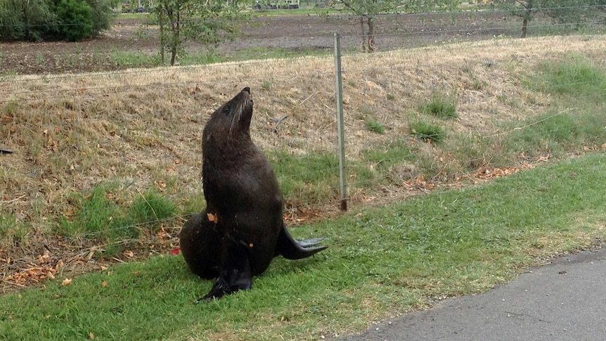 A seal on the roadside in Ravenswood