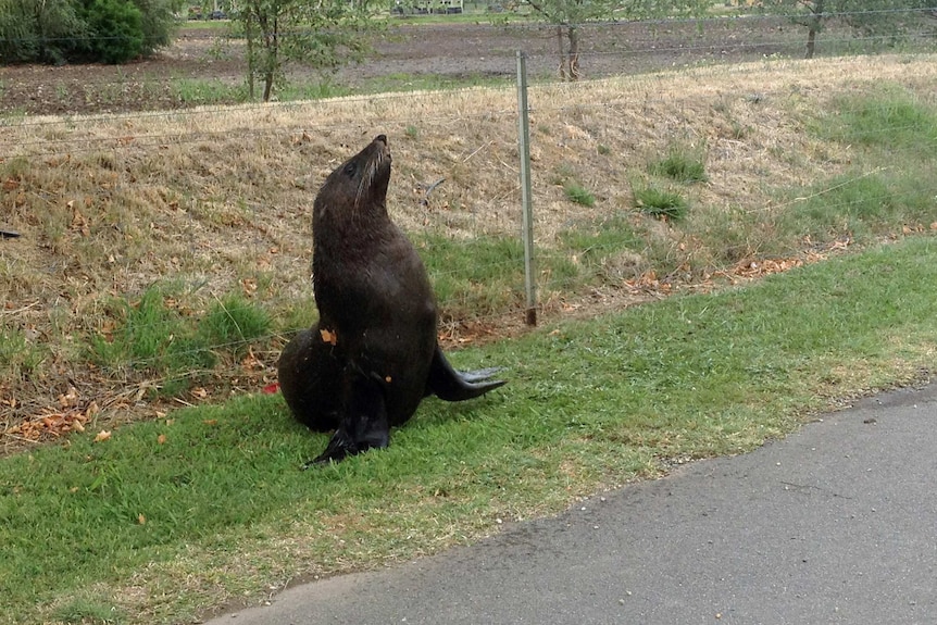 A seal on the roadside in Ravenswood