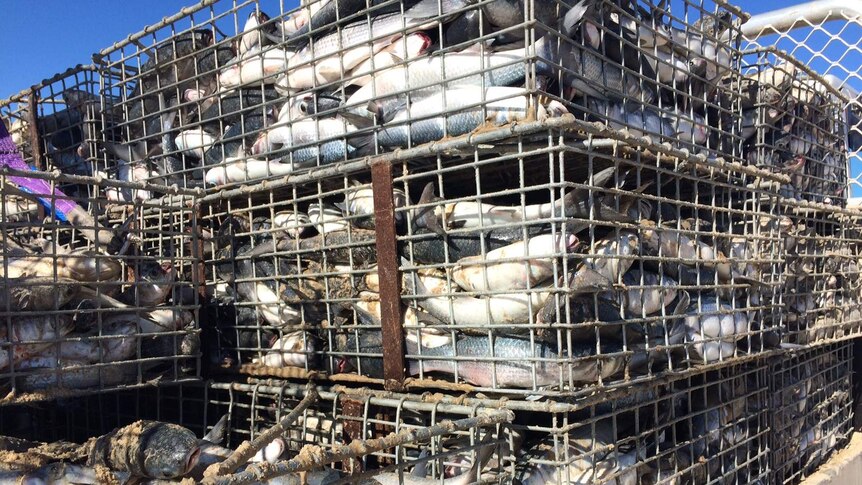 Mullet stacked in crates on the back of a truck.