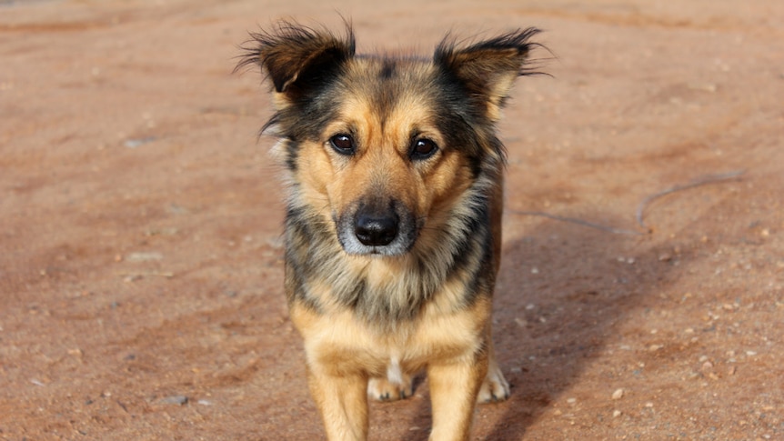 A fluffy black and gold dog standing on red dirt in Ernabella in the APY Lands.
