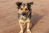 A fluffy black and gold dog standing on red dirt in Ernabella in the APY Lands.