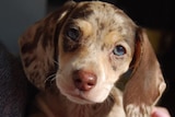 A close-up photo of a dachshund puppy with blue eyes and dappled fur.