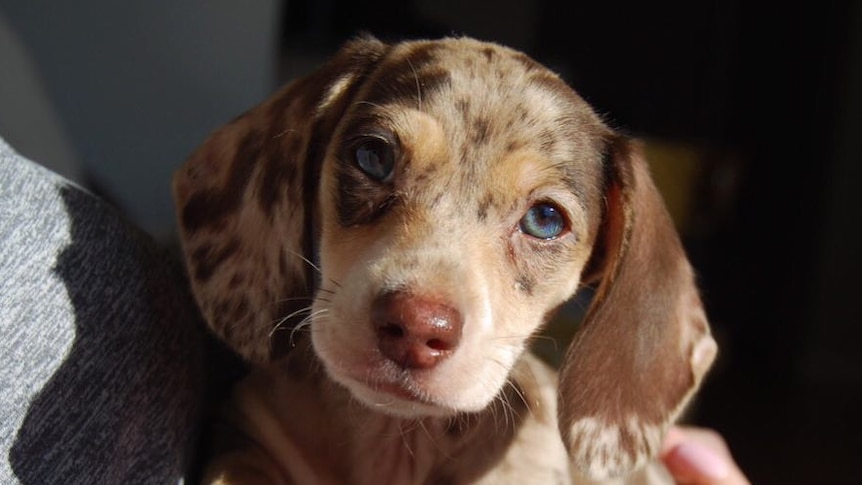 A close-up photo of a dachshund puppy with blue eyes and dappled fur.