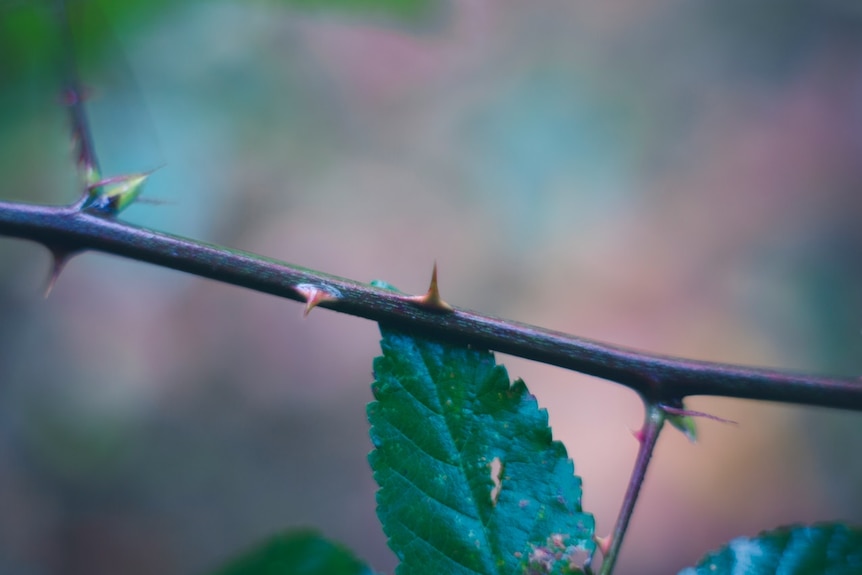 Close up of thorns on a flower stem