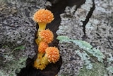 A yellow-orange fungus with a spiky heads grows between two lichen-covered rocks.