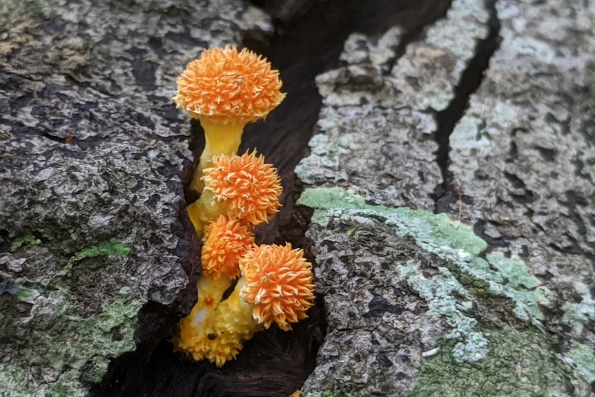 A yellow-orange fungus with a spiky heads grows between two lichen-covered rocks.