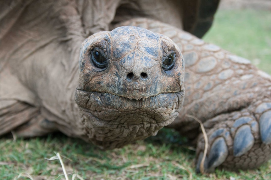 Close-up of the face of a giant tortoise
