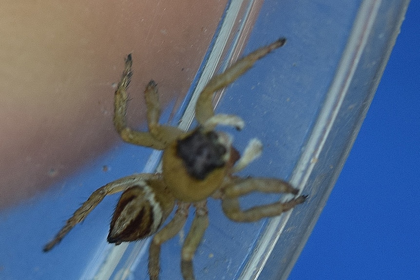 A brown spider with a black patches and thick legs, on the edge of a jar.