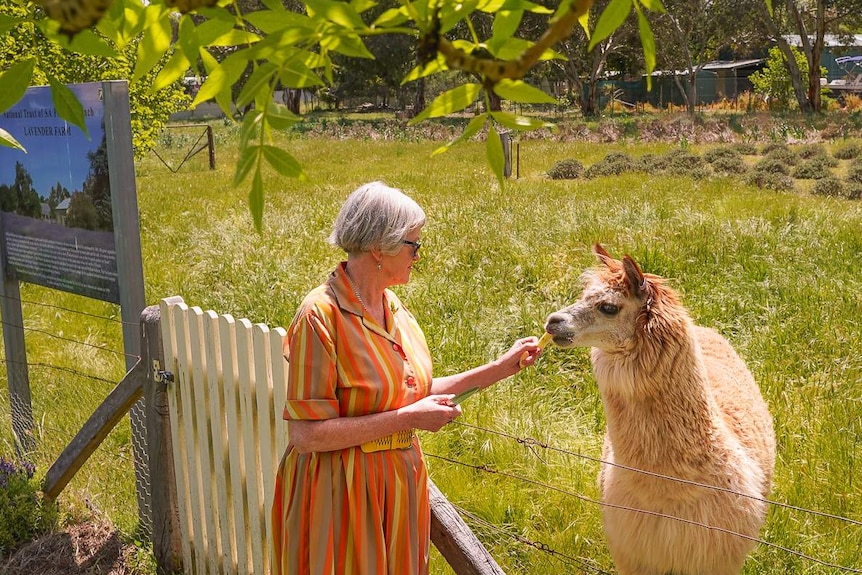 A woman in a brightly coloured dress feeds slices of apples to a large alpaca over a fence in a grassy paddock.