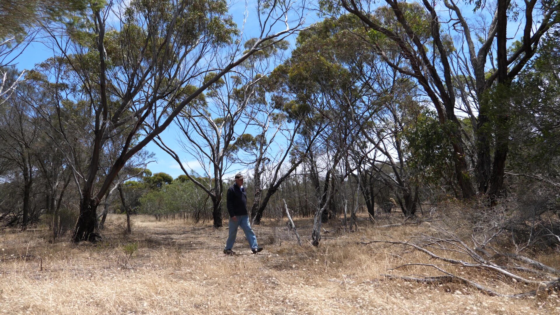 Man walking in bush with six metre trees, grassy surface 