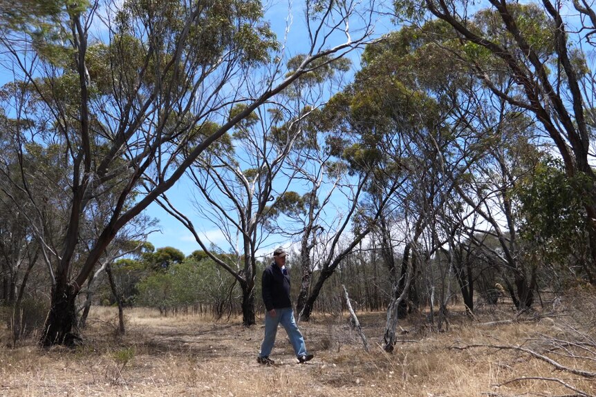 Man walking in bush with six metre trees, grassy surface 
