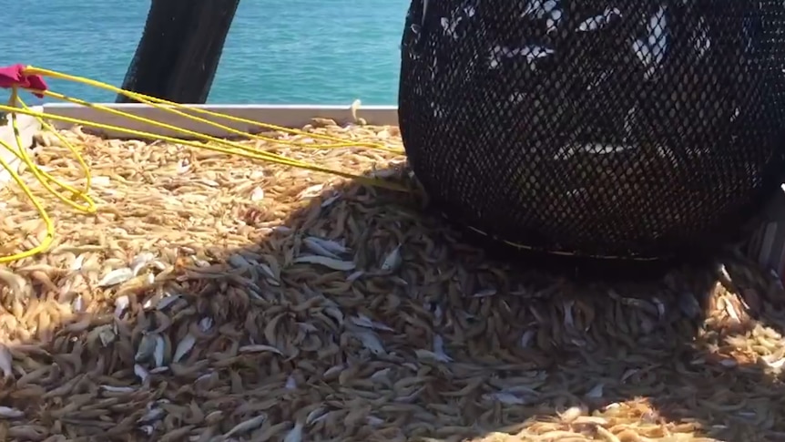 A fishing boat dumps a load of banana prawns into a sorting bay.