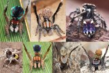 A collage showing the seven new species of Peacock Spiders that have been discovered in Australia.
