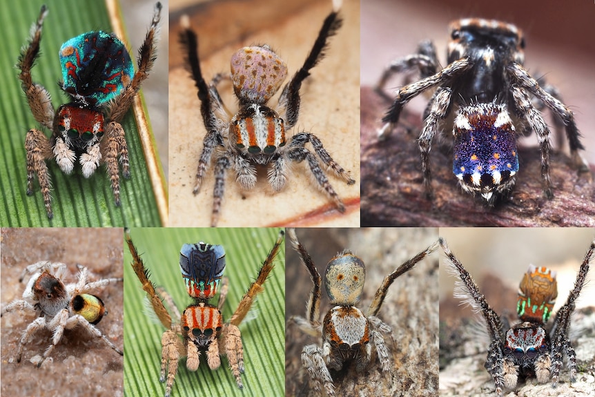 Seven new species of Australia's colourful 'dancing' peacock spider  discovered - ABC News