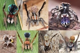 A collage showing the seven new species of Peacock Spiders that have been discovered in Australia.