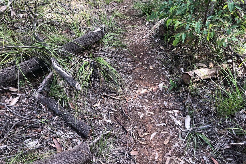 A dirt trail at Toohey Forest surrounded by vegetation, with logs that were once blocking the track cut with saws.