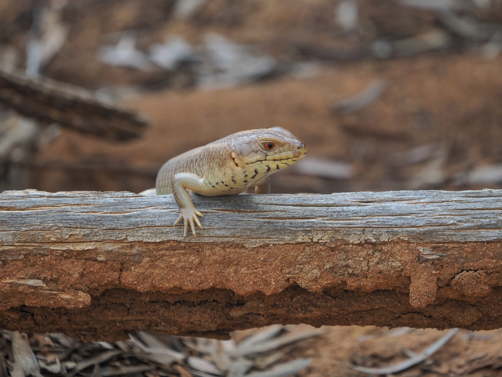 Skink havens offer hope for Australia's struggling reptiles