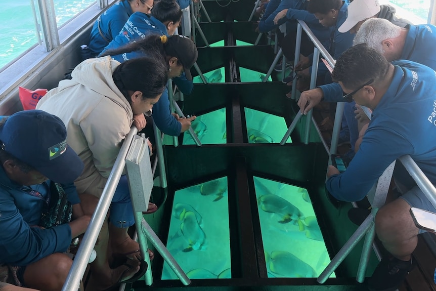 A group of people look through a glass-bottomed boat as fish swimming beneath.