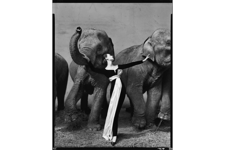 Dovima with elephants, evening dress by Dior, Cirque d'Hiver, Paris, August 1955