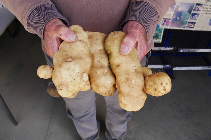 A man holds three knobbly potatoes.