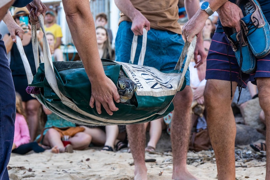 A green sea turtle being carried in a harness.