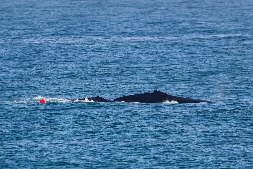 A whale calf and its mother swimming in the ocean.